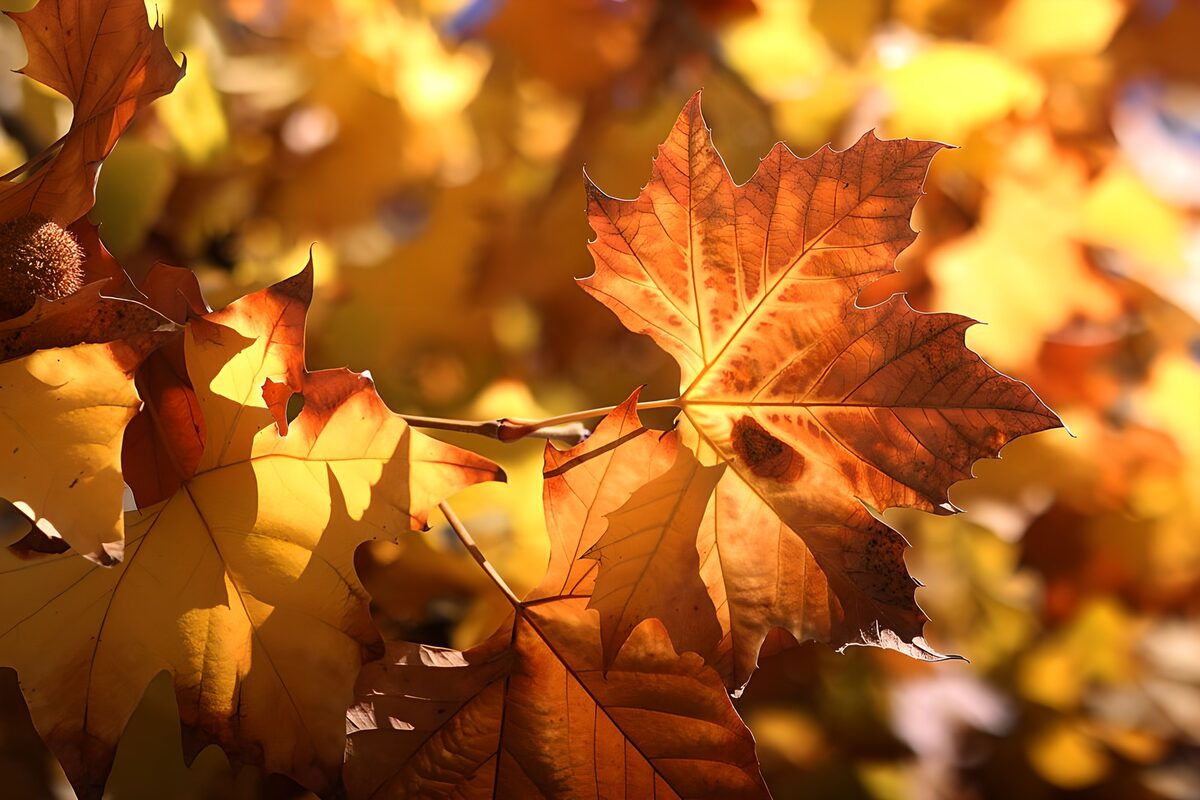 Sunlit autumn leaves in orange and gold