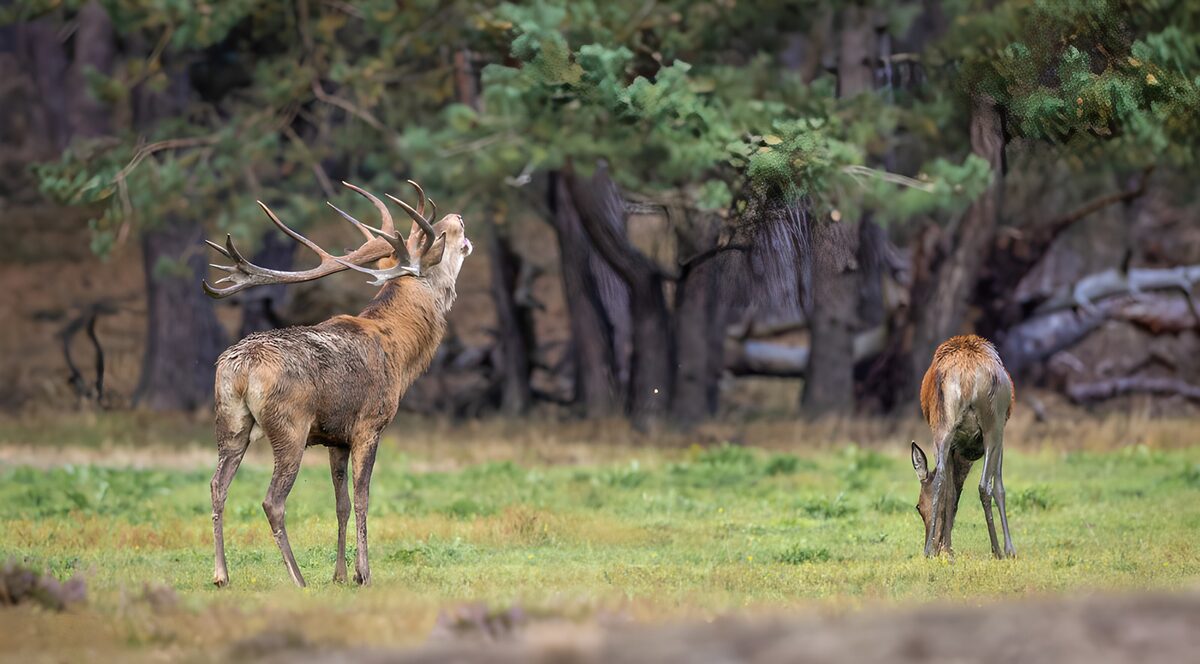 Red deer at the woodland edge