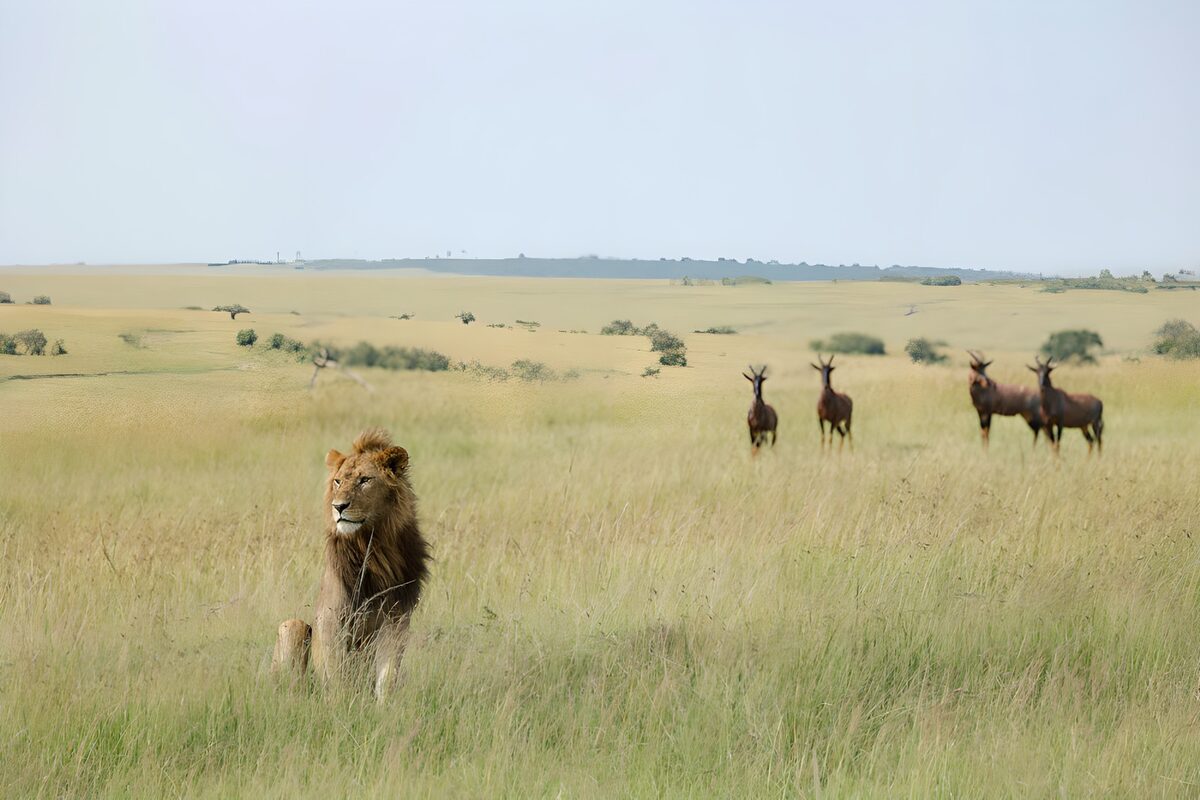Male lion resting in the long grass
