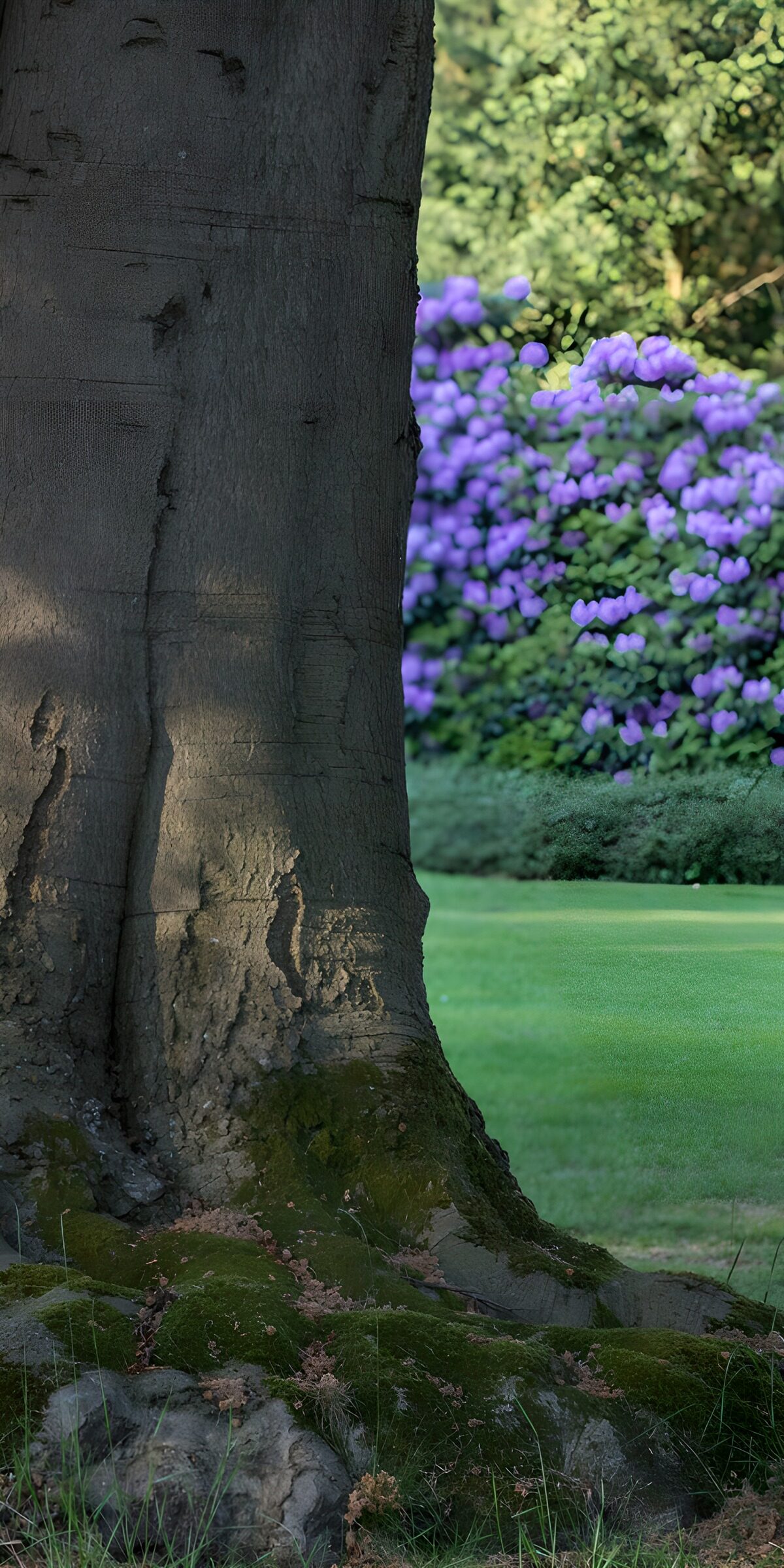 Tree trunk and roots in garden shade