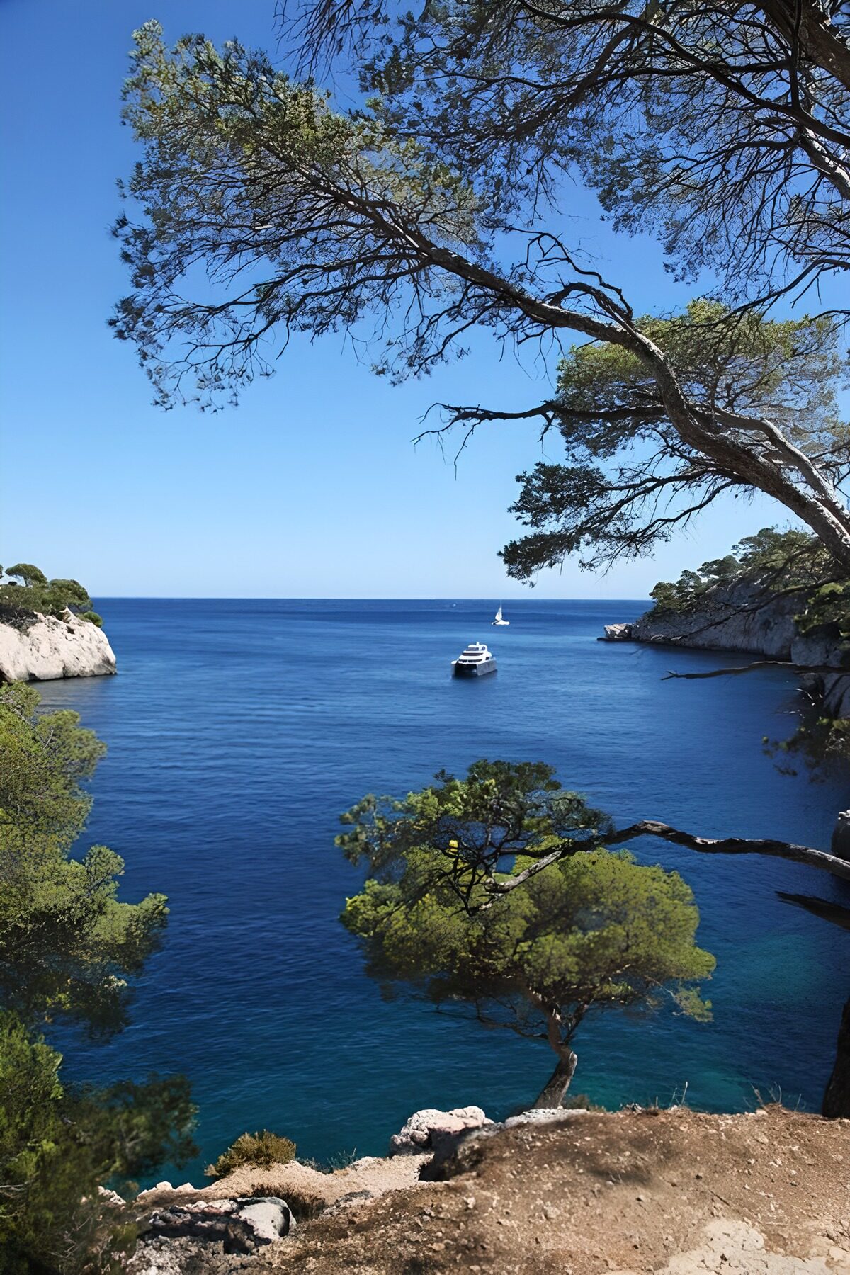 Sunlit bay framed by pine trees