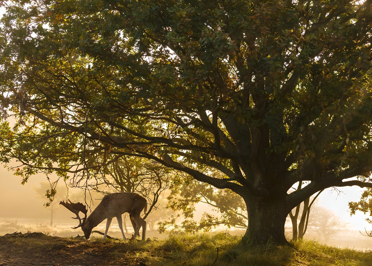 Deer grazing beneath a sunlit tree