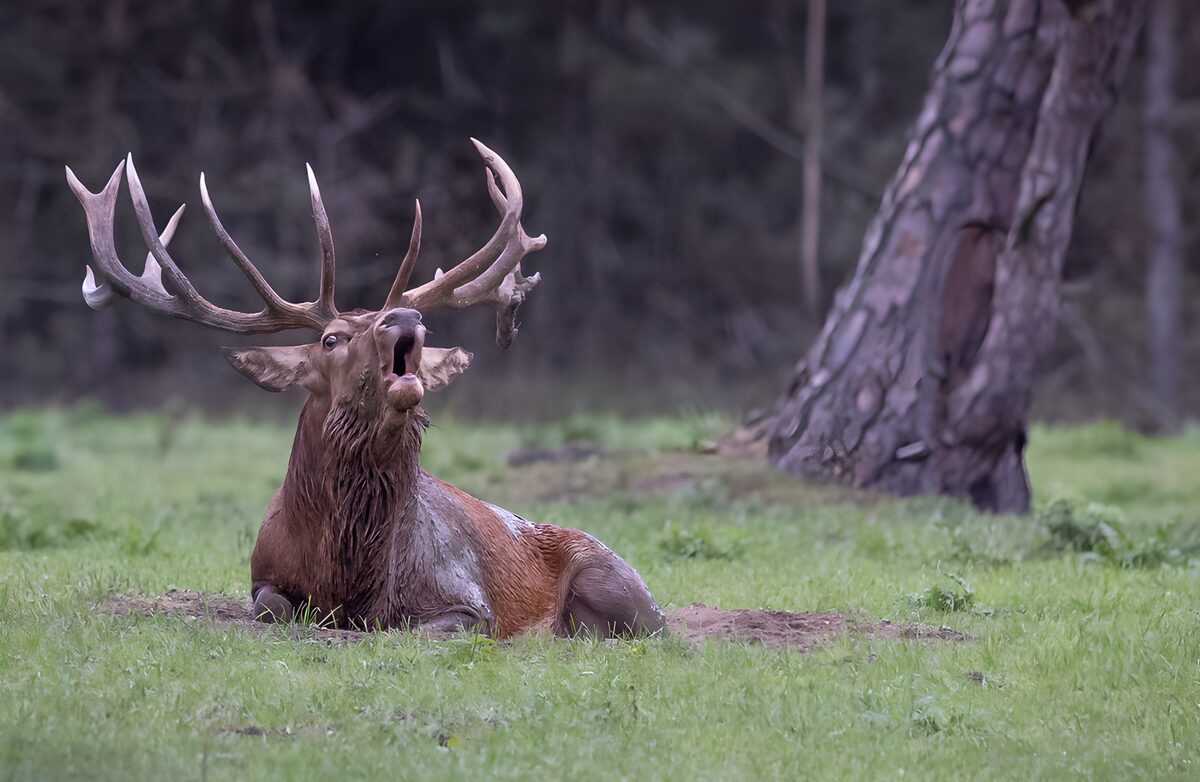 Red deer at rest in a woodland clearing