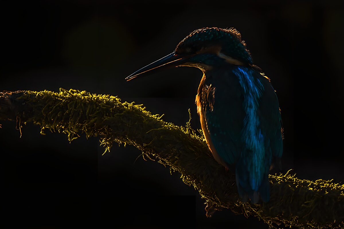 Backlit kingfisher on a mossy branch