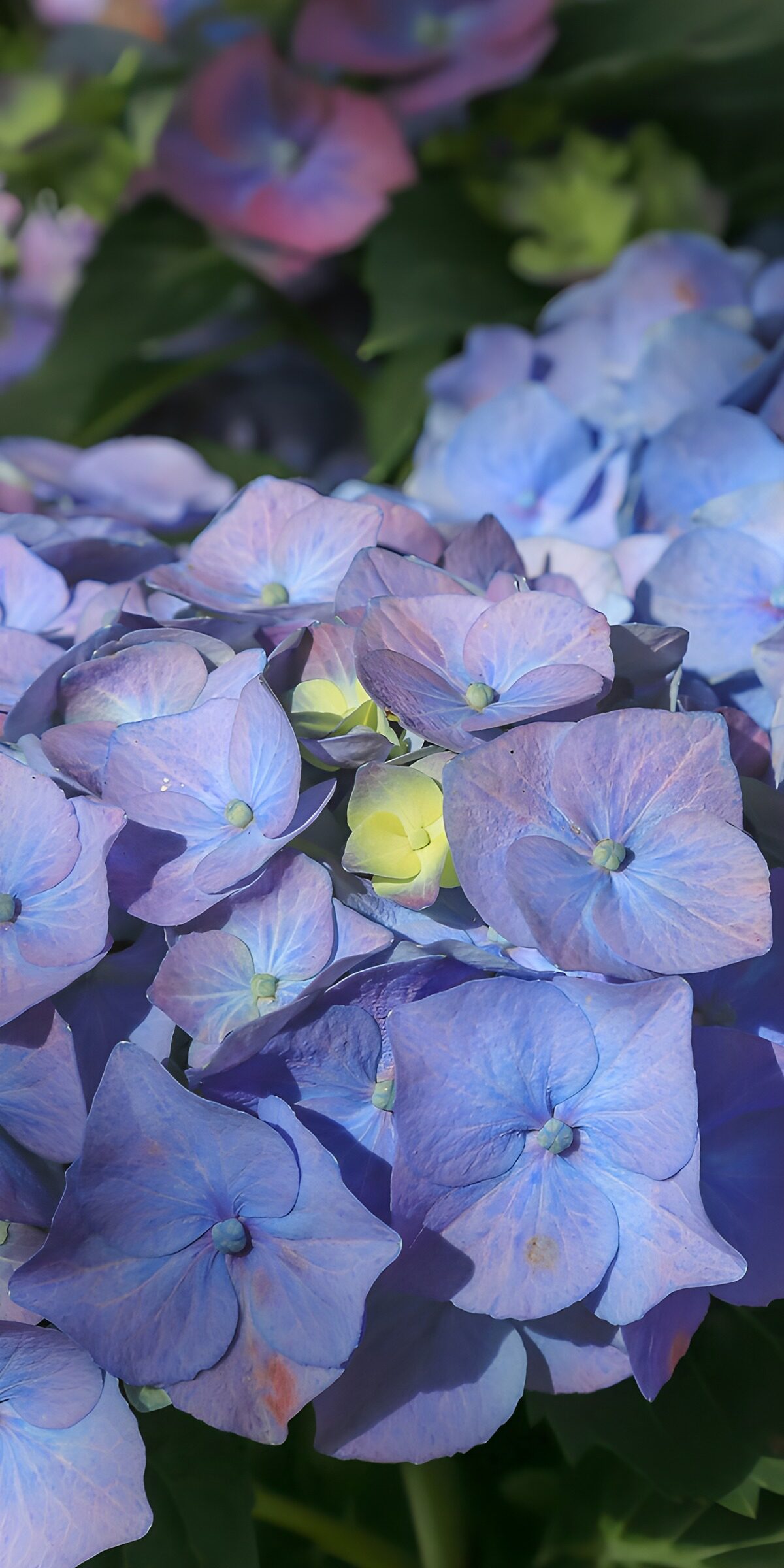 Blue and lilac hydrangeas in dappled light