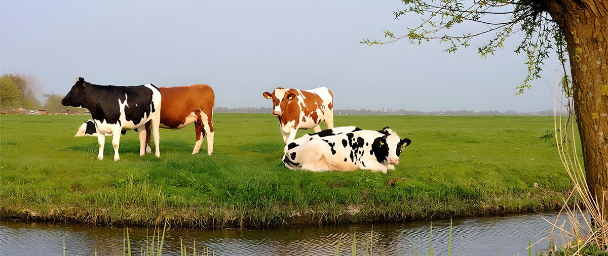 Cows beside a quiet pasture ditch