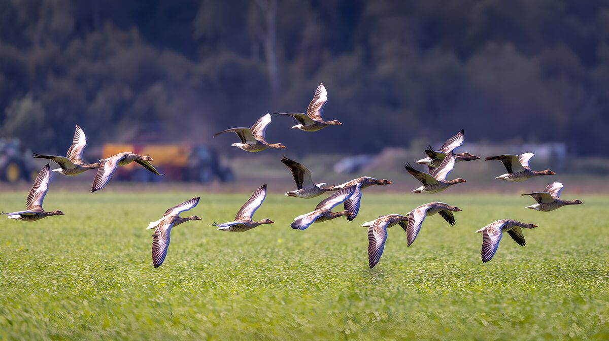 Geese flying low over a sunlit field