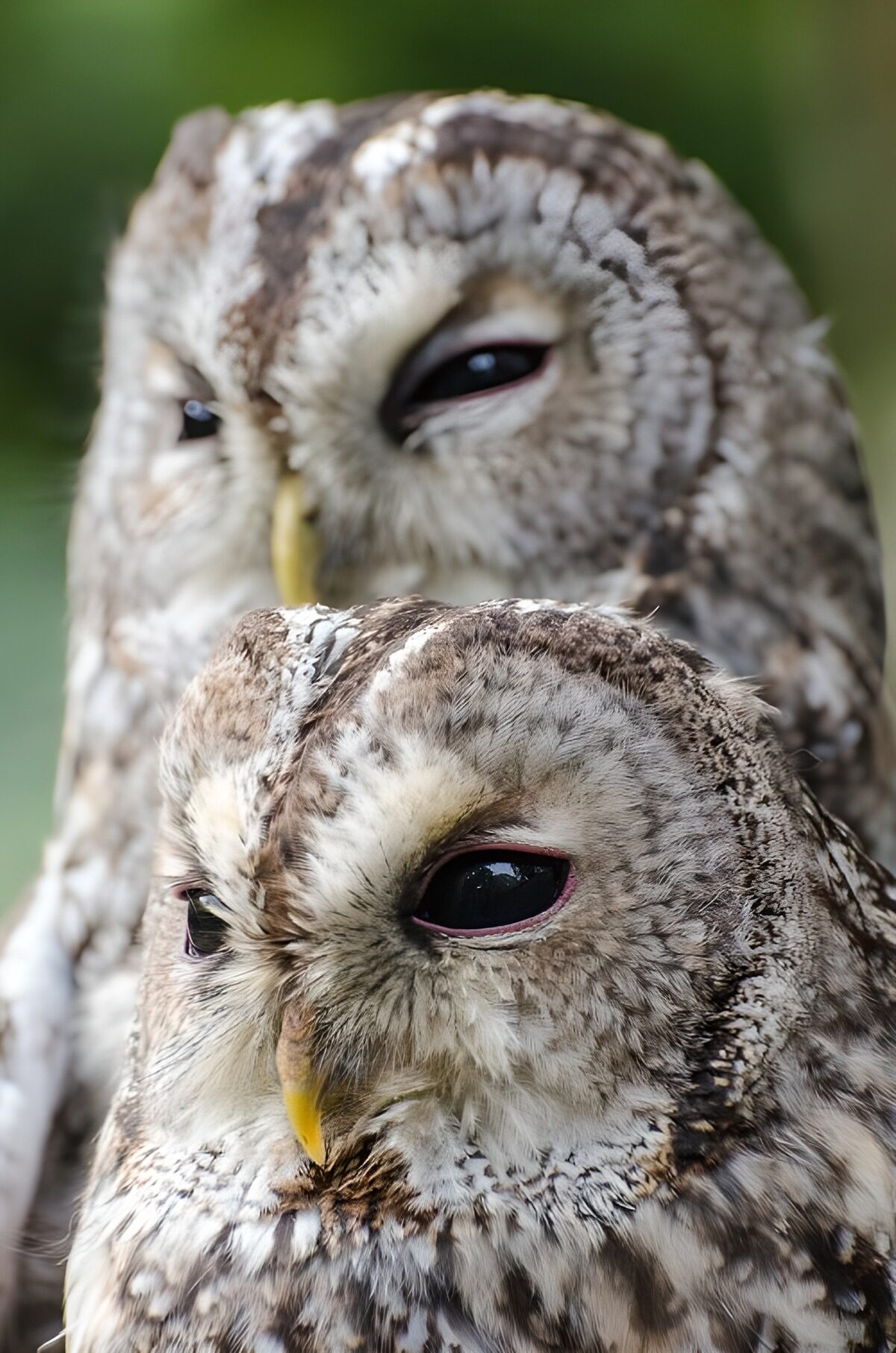 Two owls in a watchful close-up