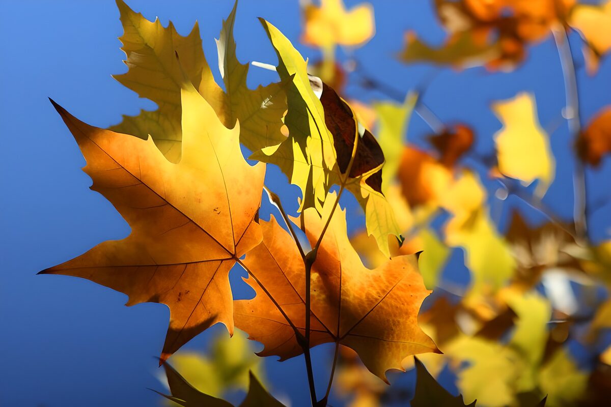 Autumn leaves holding the light