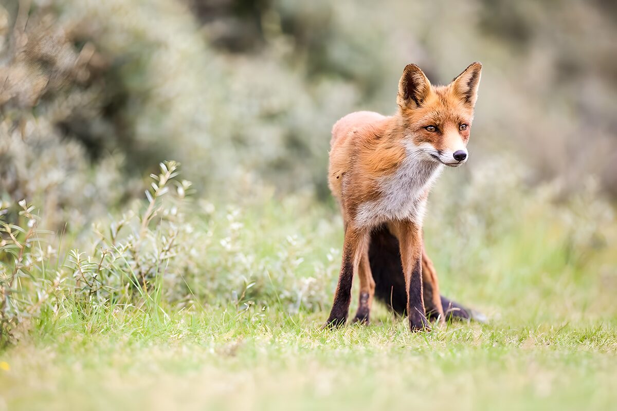 Red fox in a hush of green
