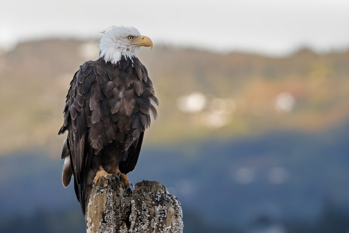 Bald eagle above a wash of colour