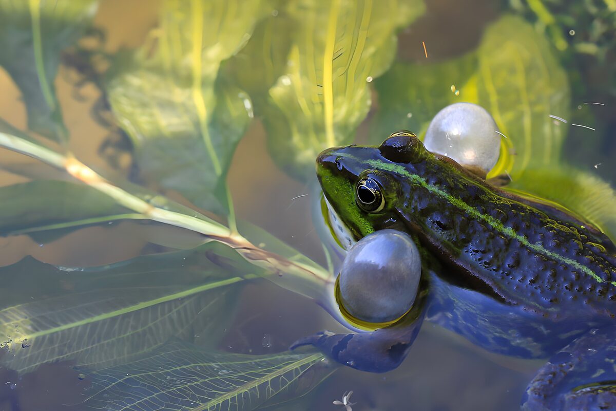 Calling frog among sunlit pond leaves