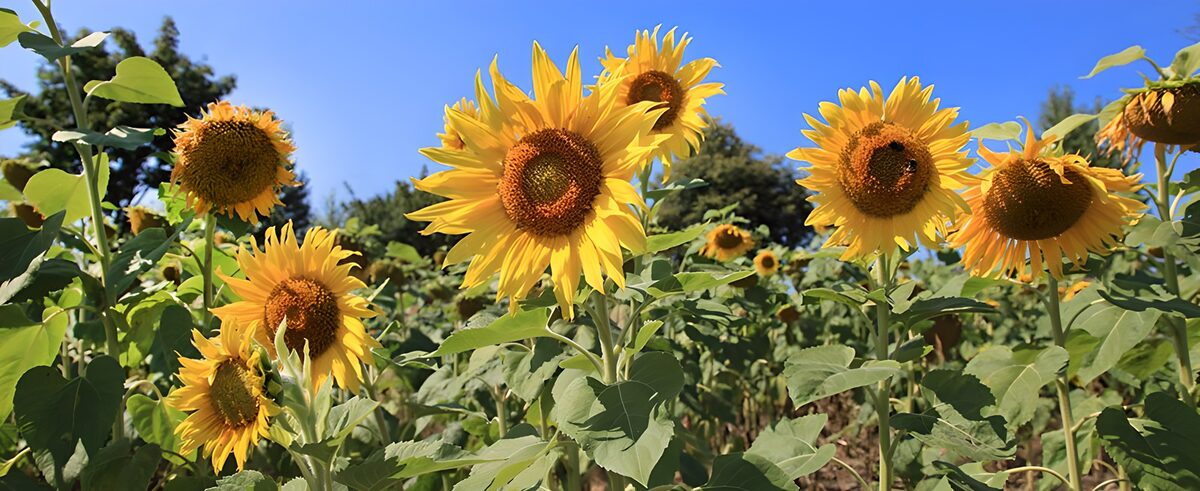 Sunflowers holding the summer light