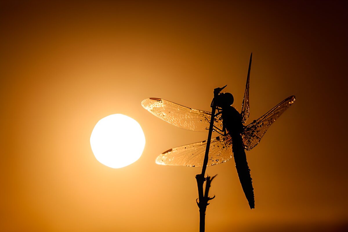 Dragonfly silhouetted at sunset