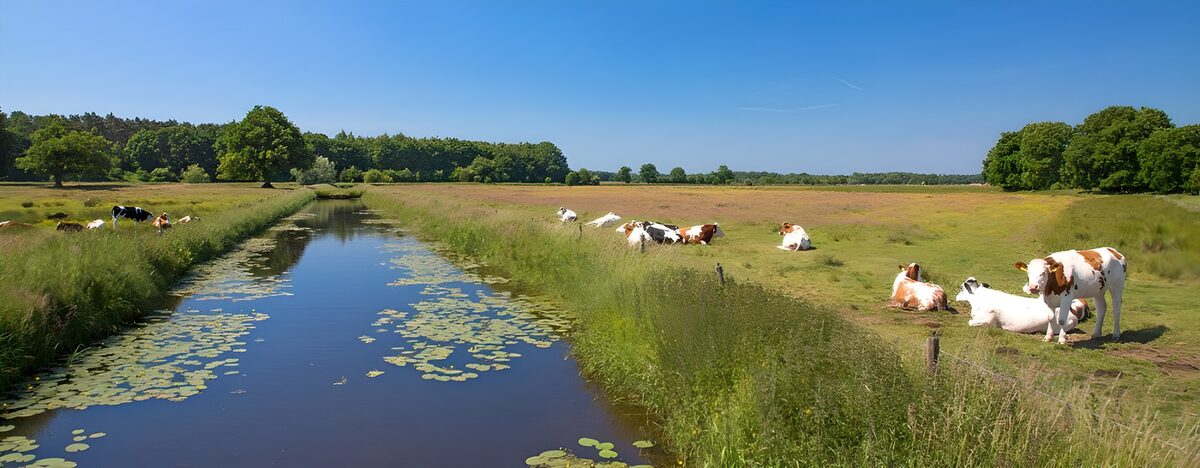 Cows beside a sunlit pasture ditch