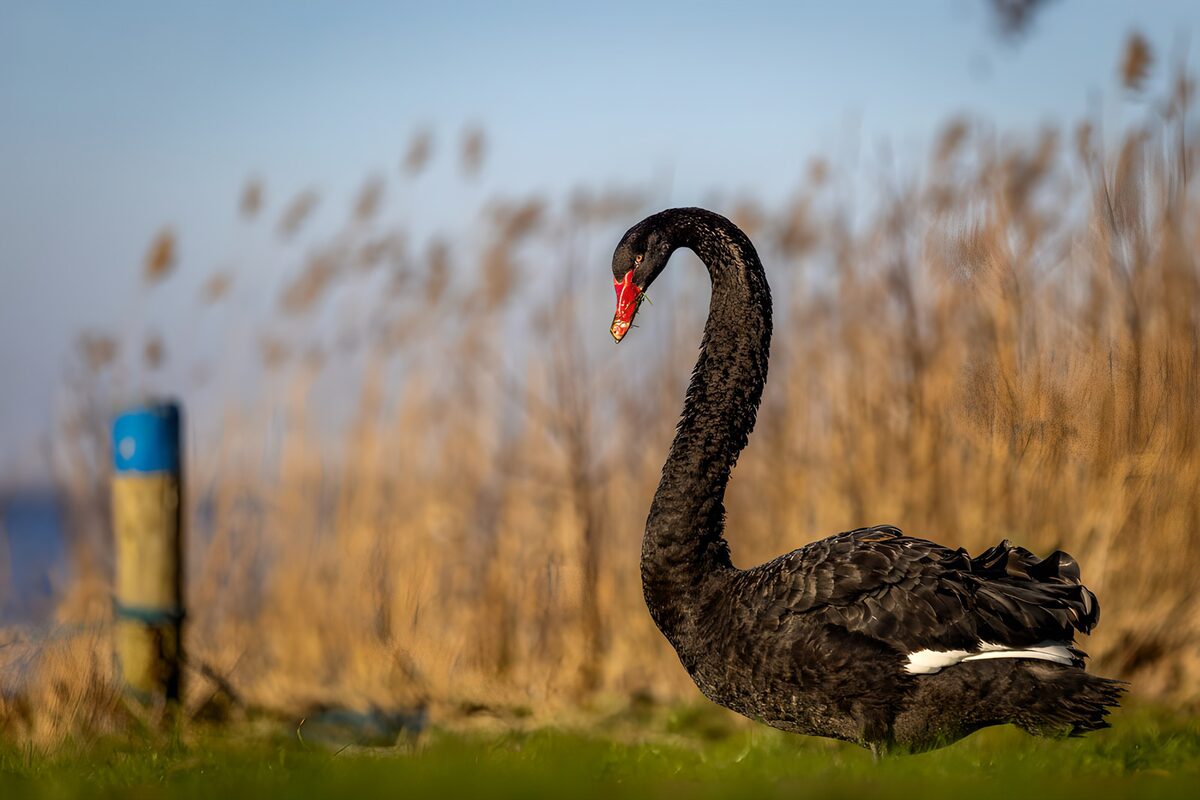 Black swan beside sunlit reeds