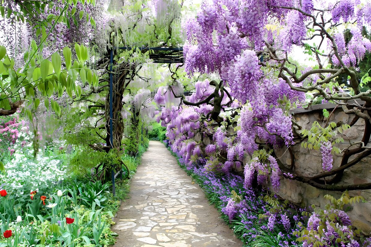 Wisteria over a quiet stone path