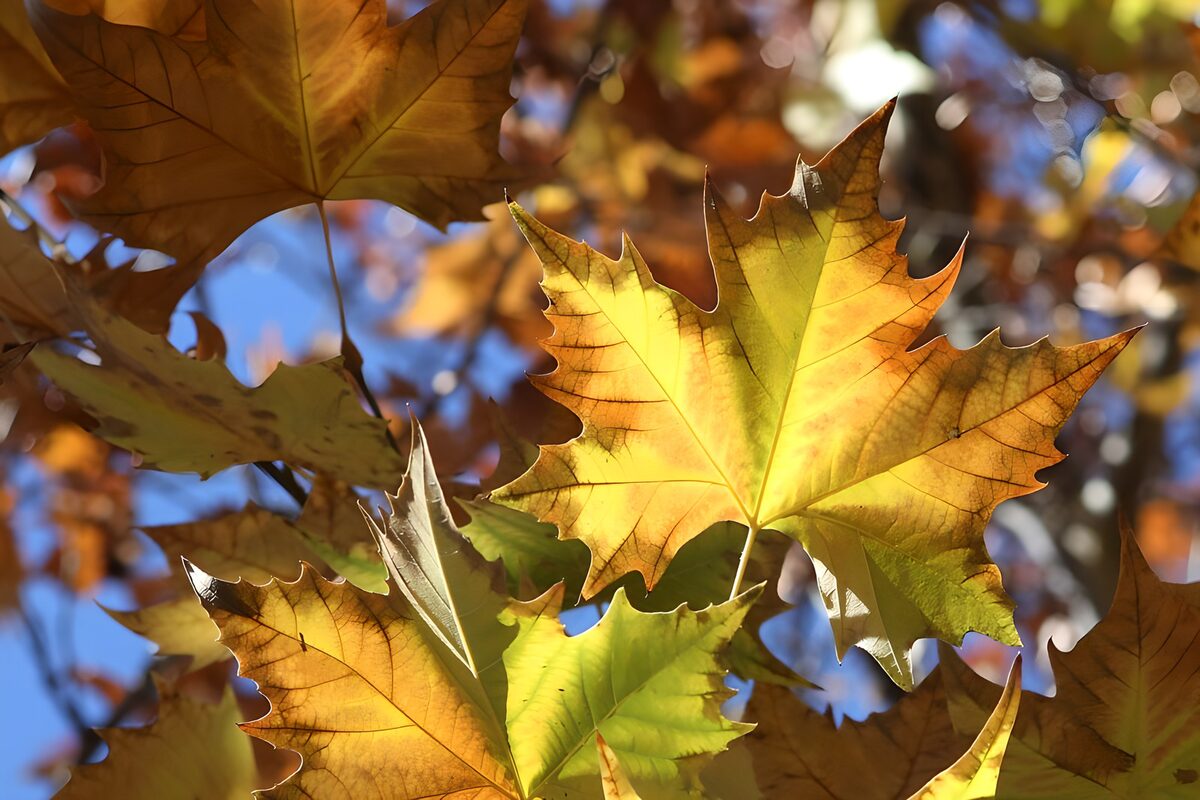 Sunlit autumn leaves in yellow and green