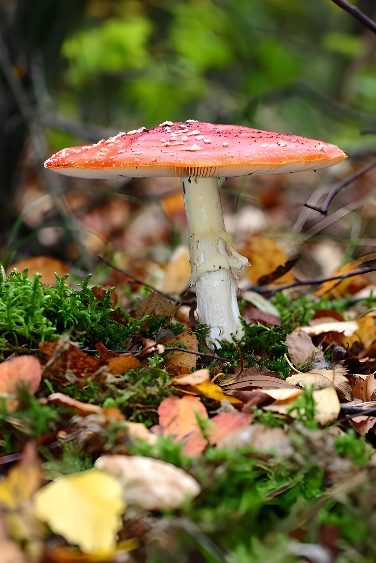Fly agaric among moss and autumn leaves