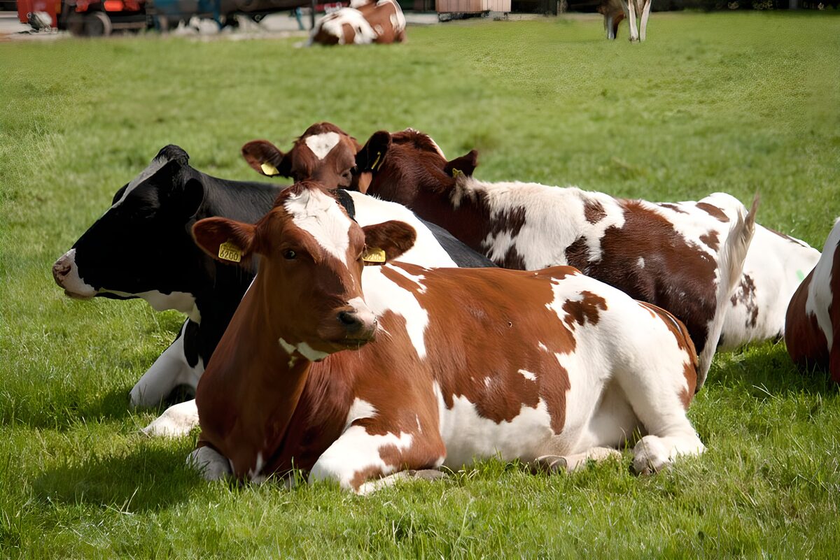 Cows resting together in the sunshine