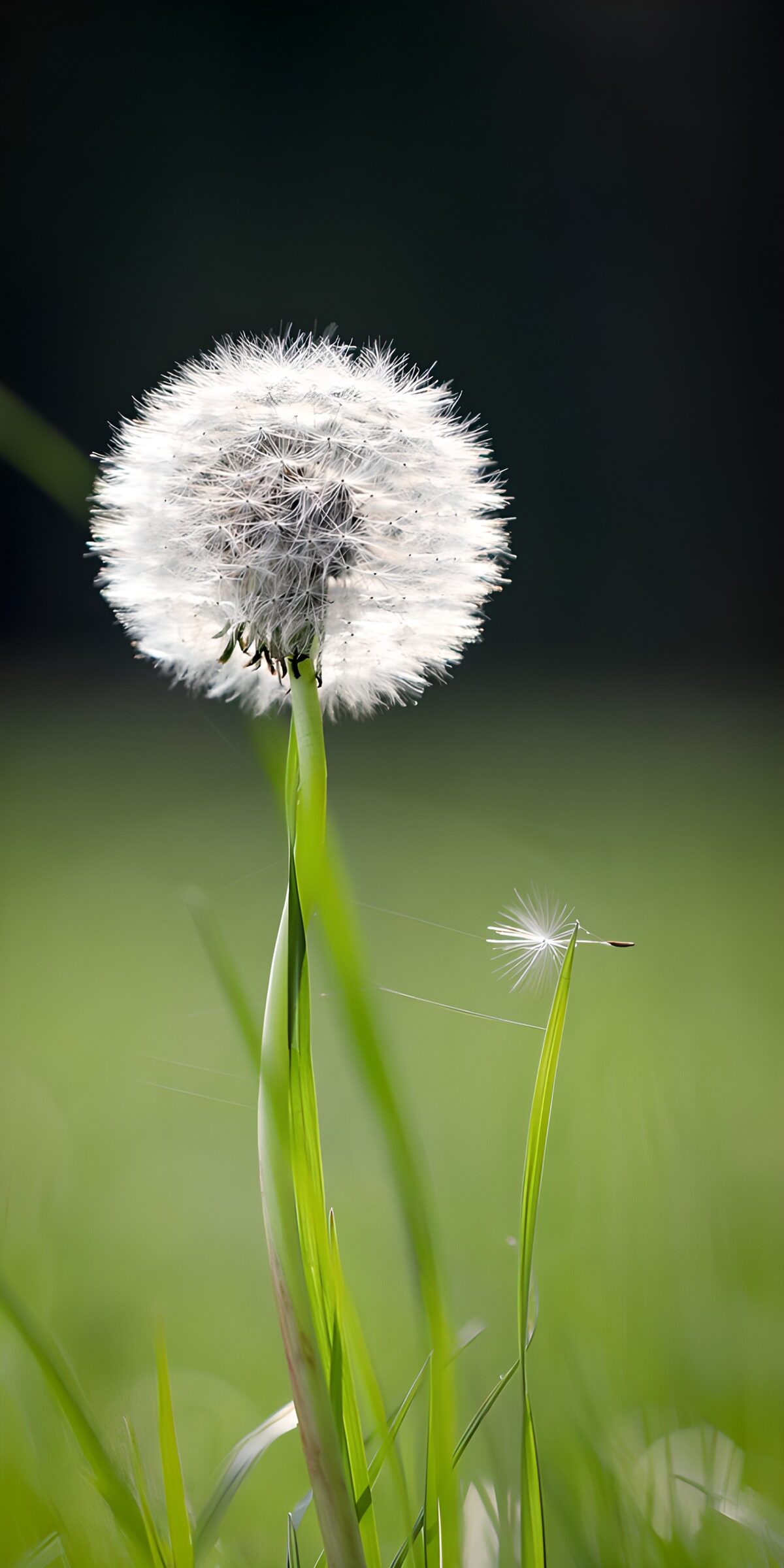 Sunlit dandelion clock among the grass