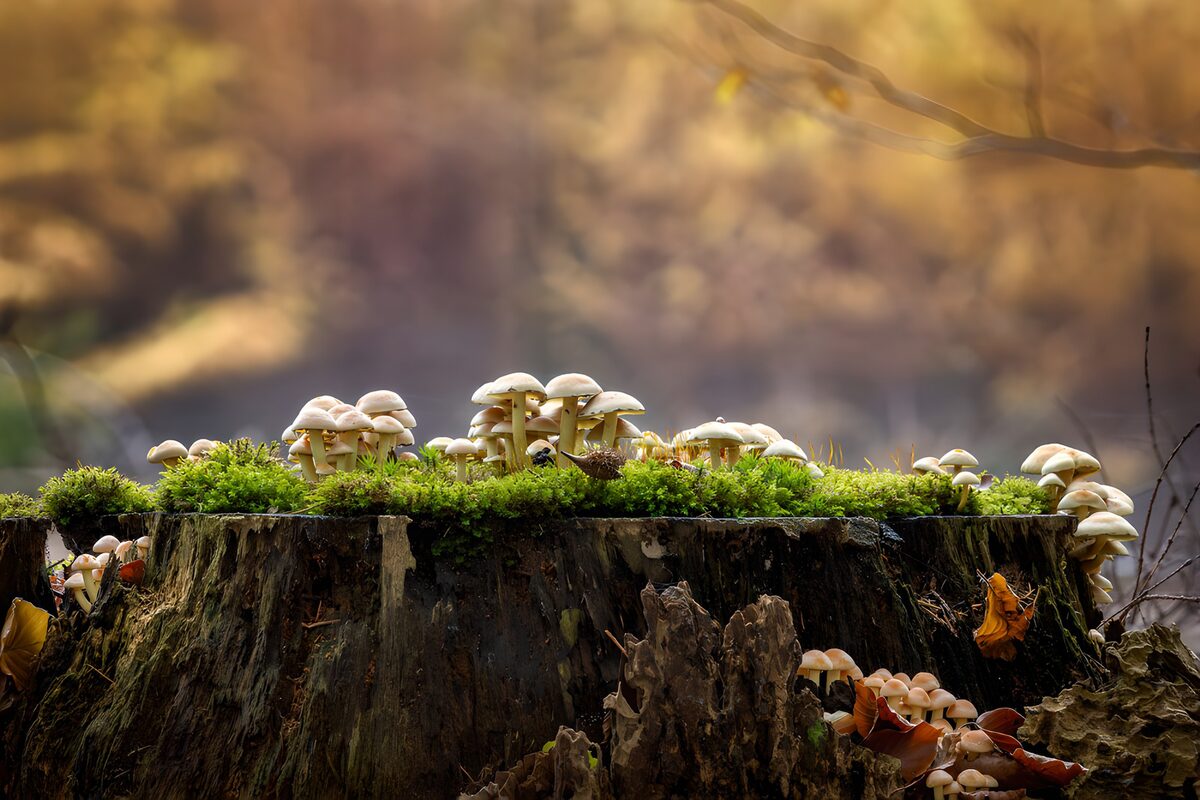 Pale mushrooms on a mossy autumn stump