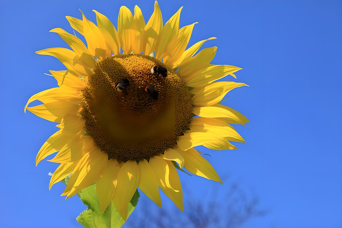 Sunlit sunflower against a blue sky