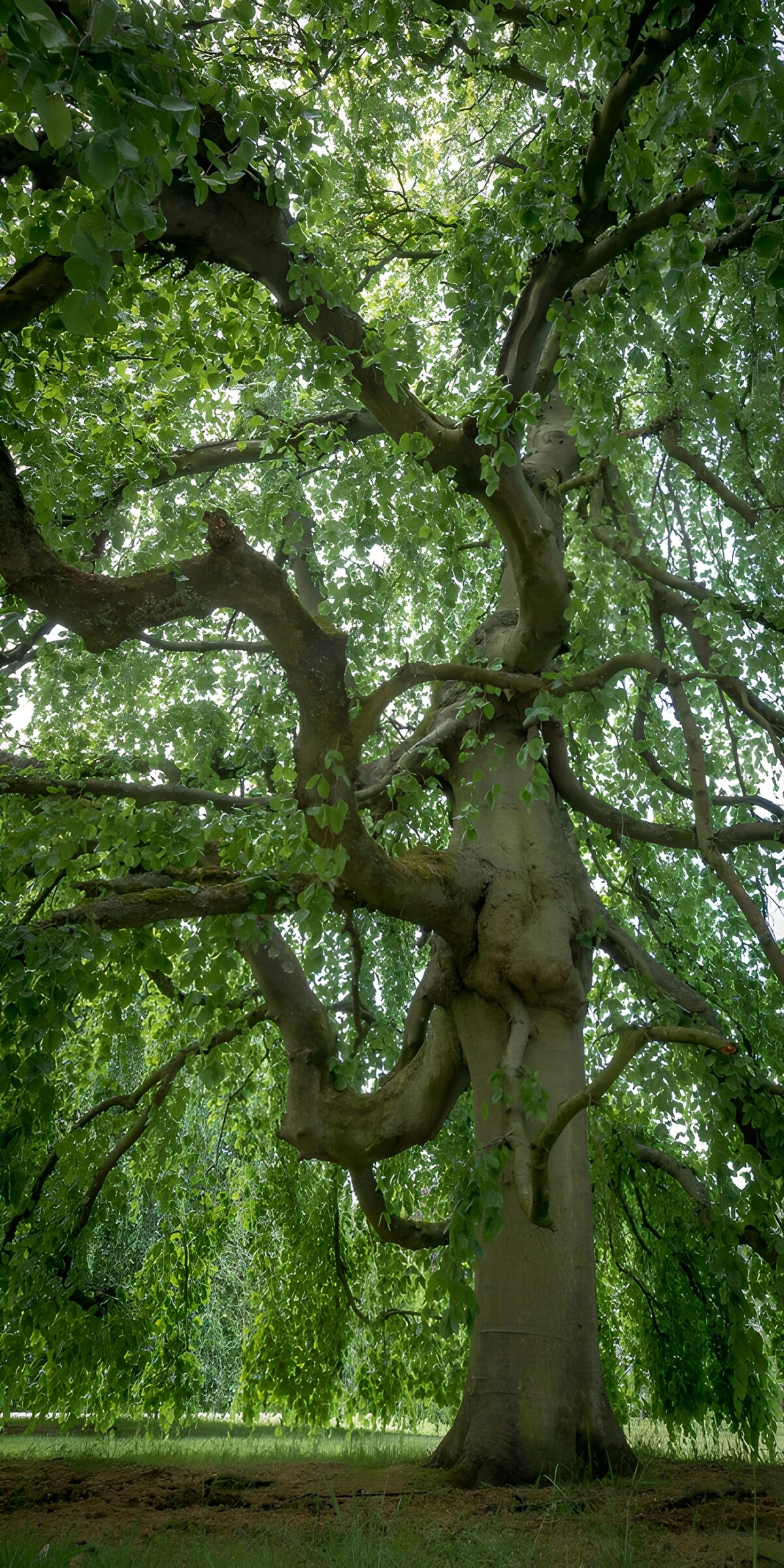 A spreading tree in dappled shade