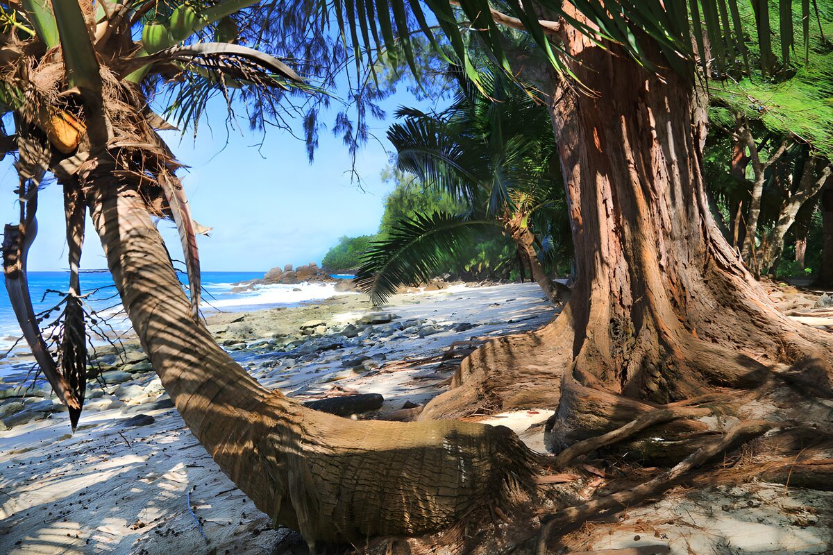 Curved palm on a sunlit tropical beach
