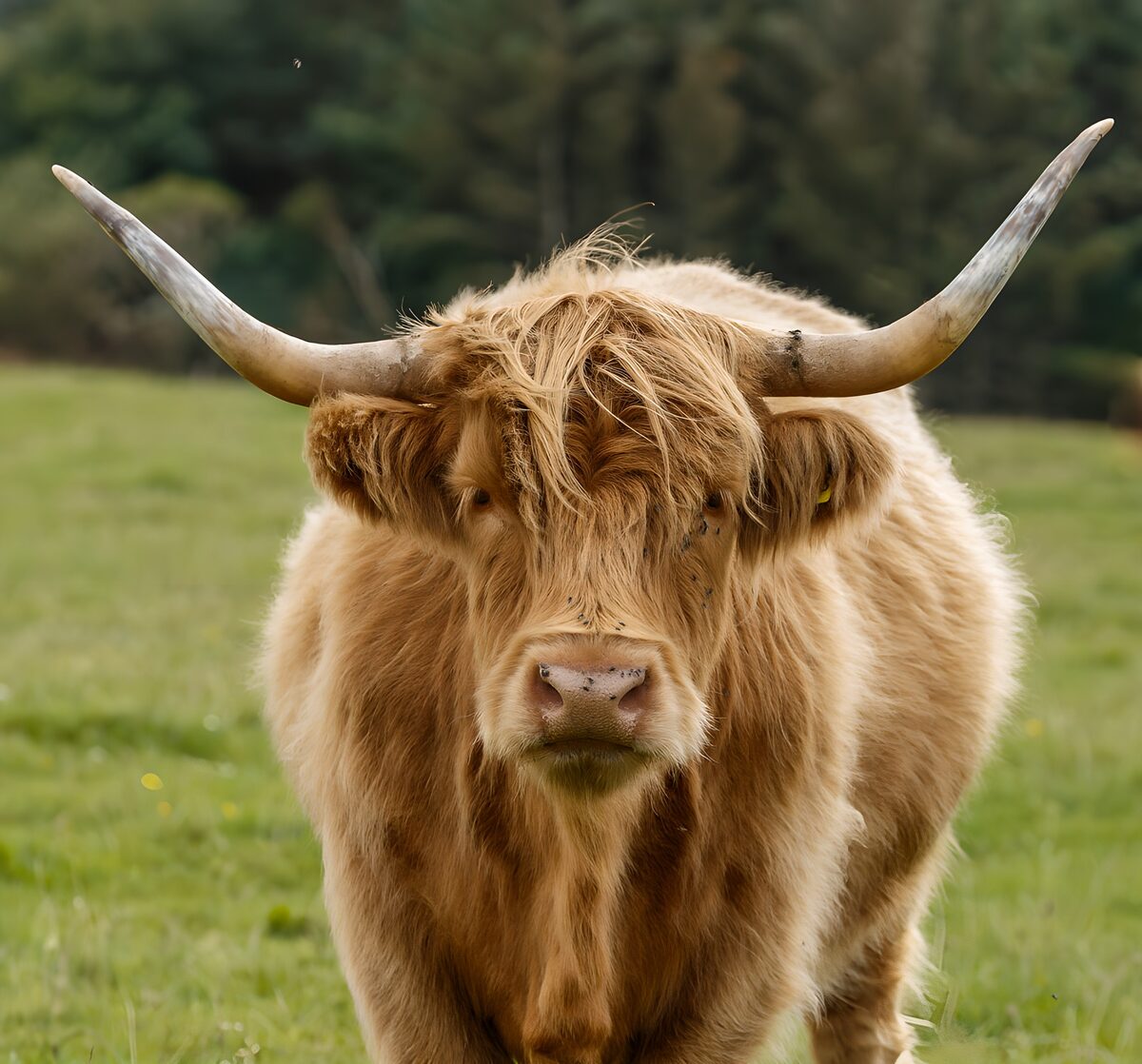 A Highland cow, all gold and quiet
