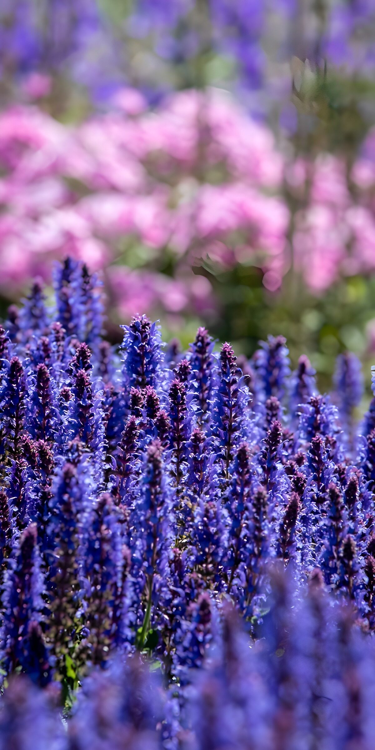 Blue-violet flower spikes in soft sunlight