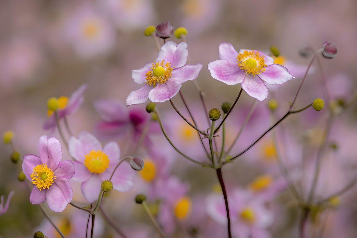 Pink anemones in soft light