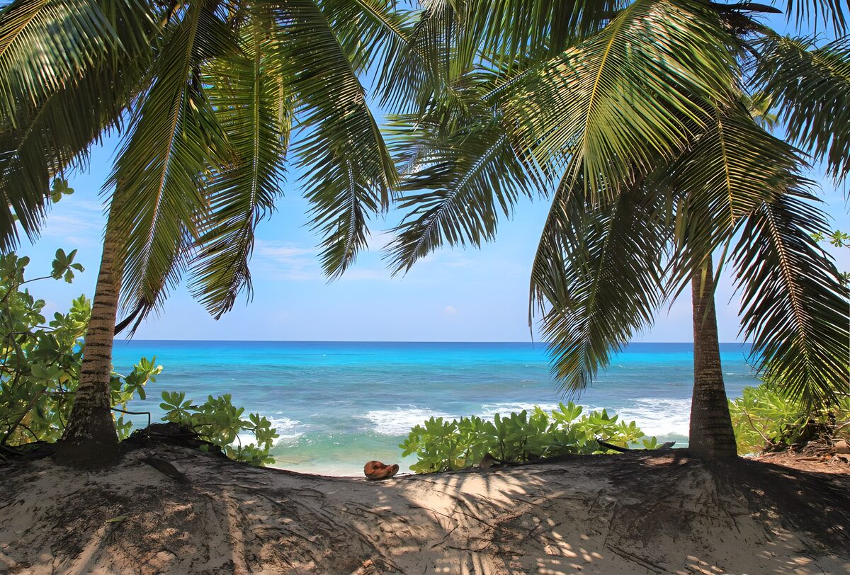 Palm-framed beach in the sunshine