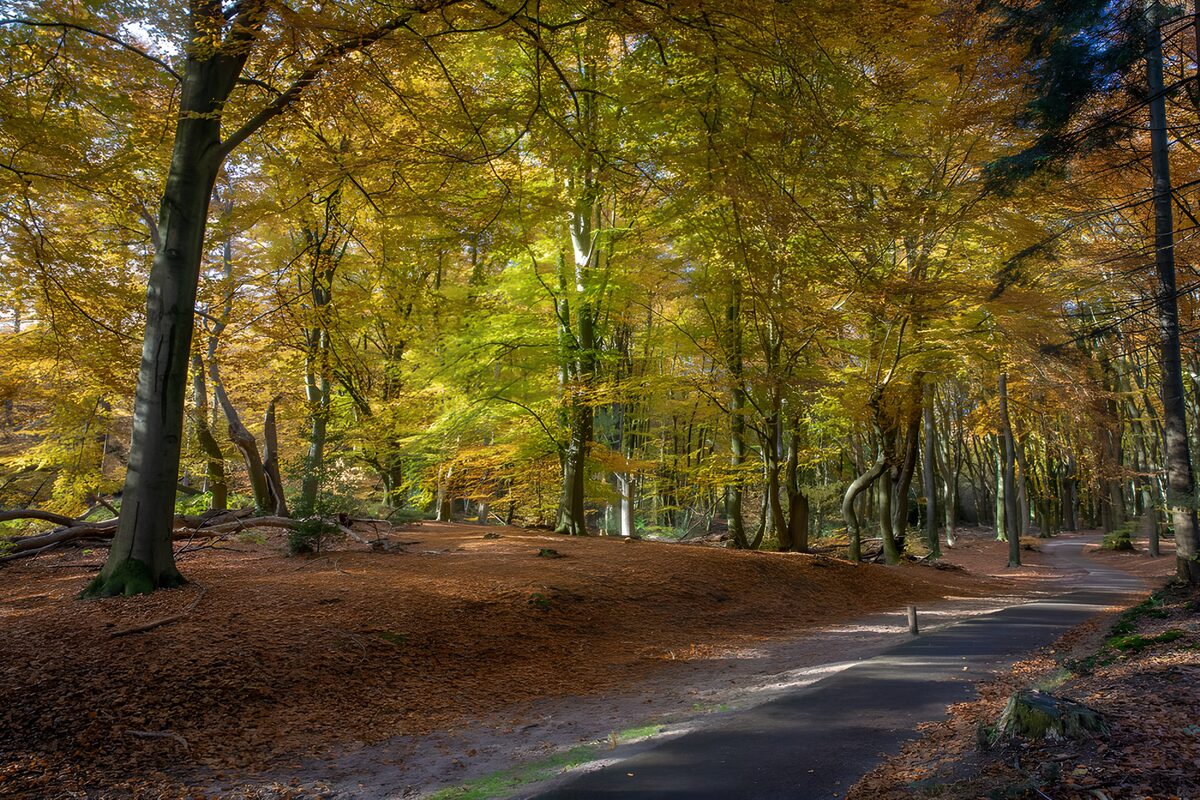 A dark path beneath autumn’s gold
