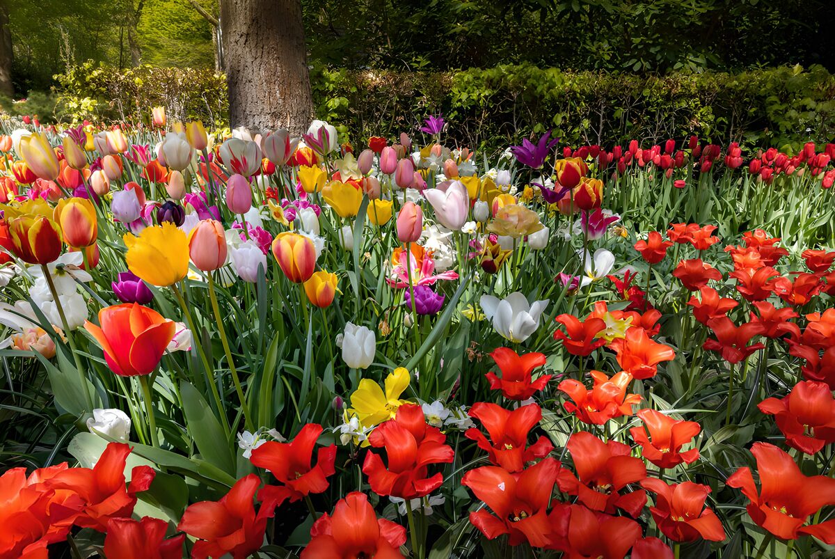 A spring bed brimming with tulips