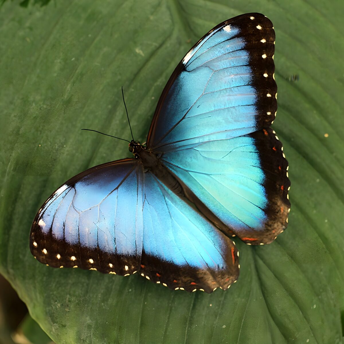 Blue butterfly at rest on a green leaf