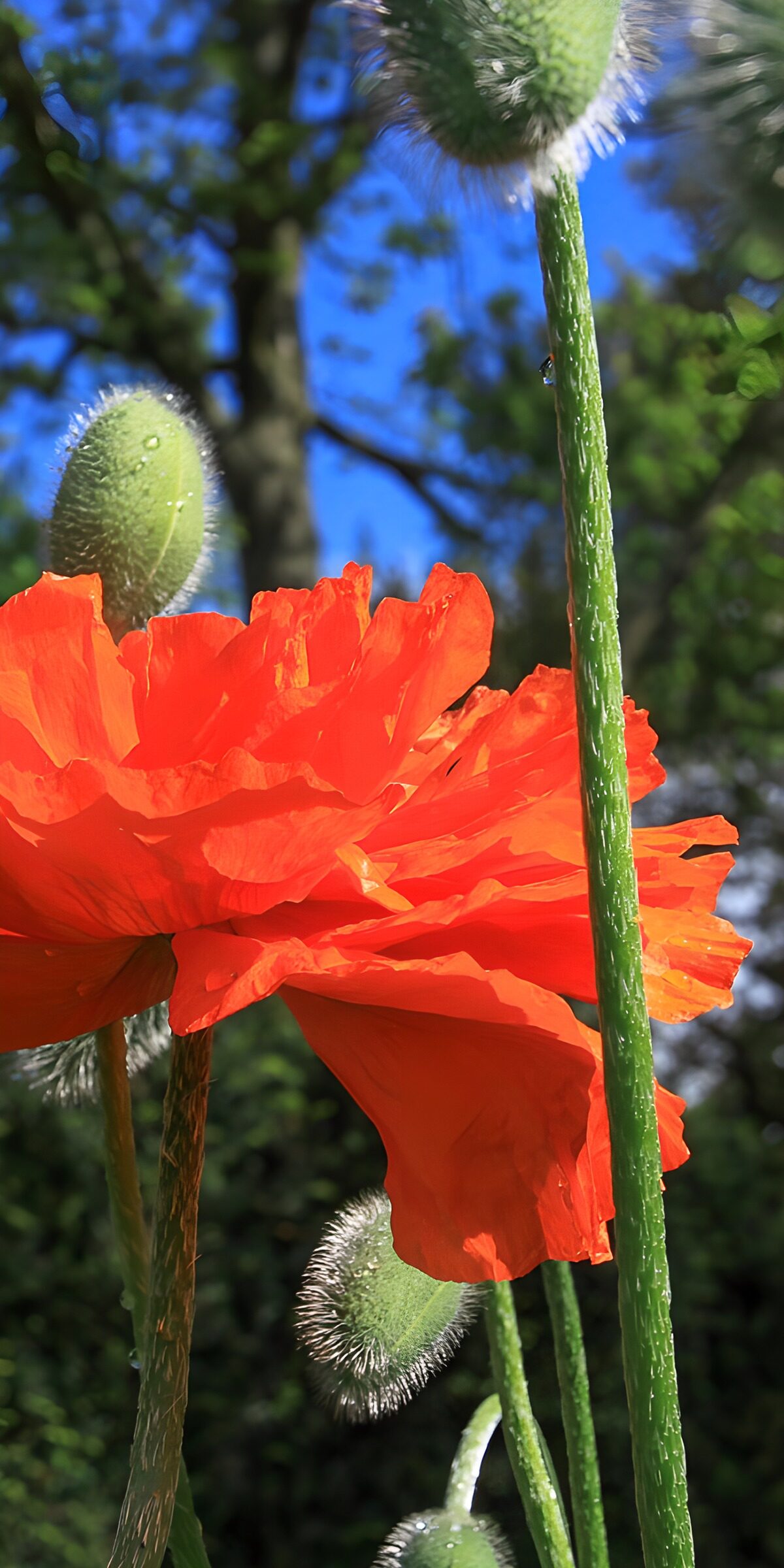 Sunlit red poppy with green buds