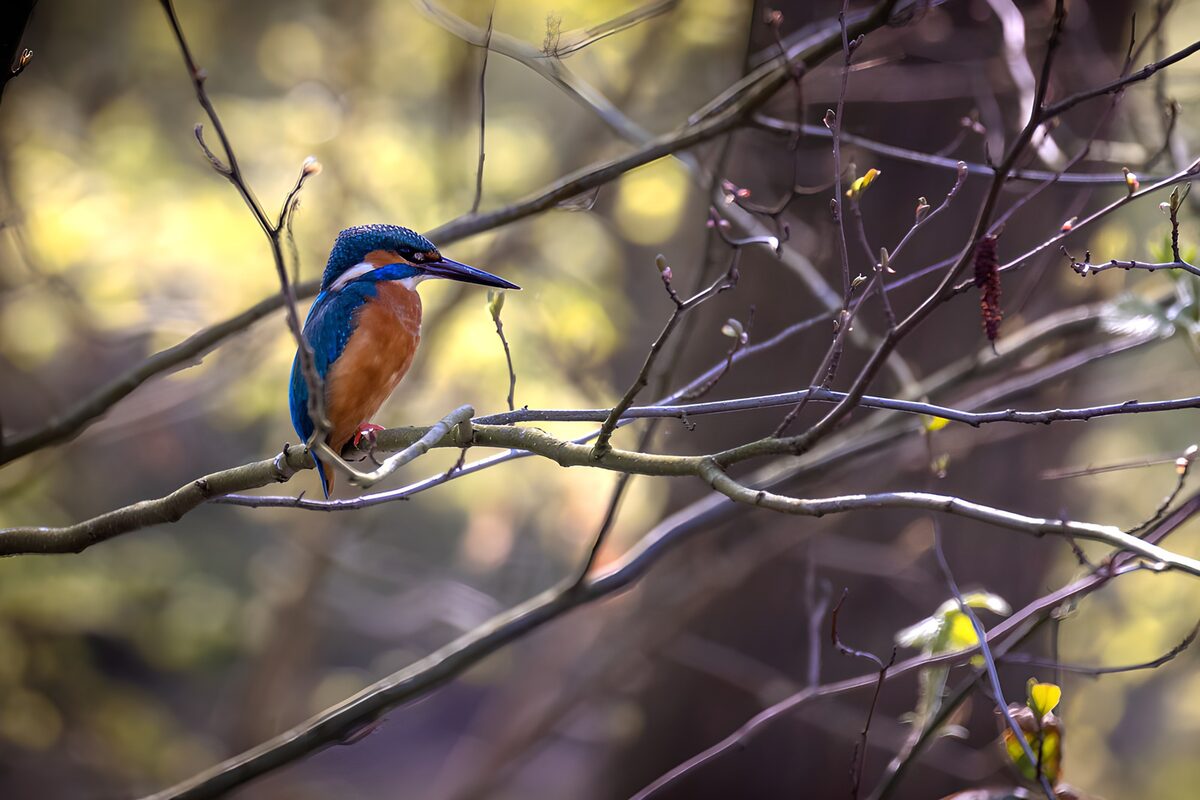 Kingfisher on a budding branch