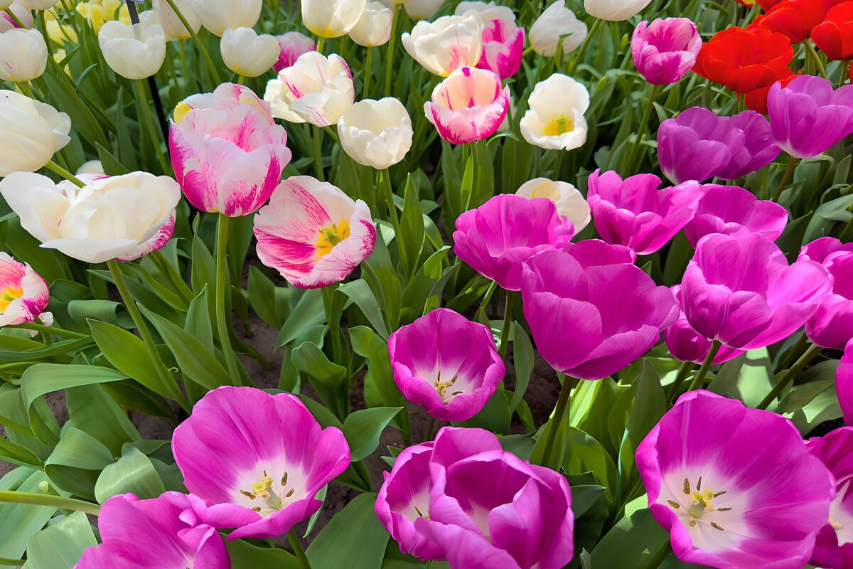 Pink and white tulips in spring