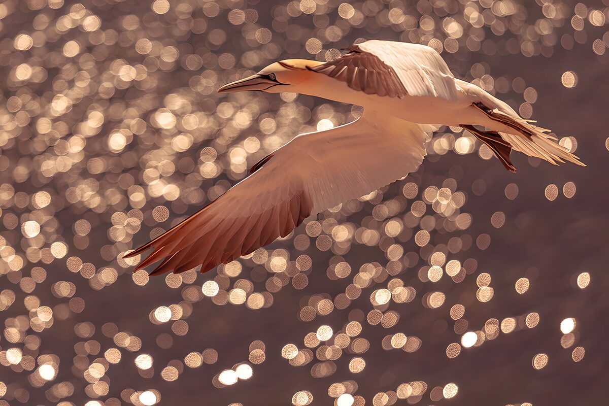 Northern gannet over sunlit water