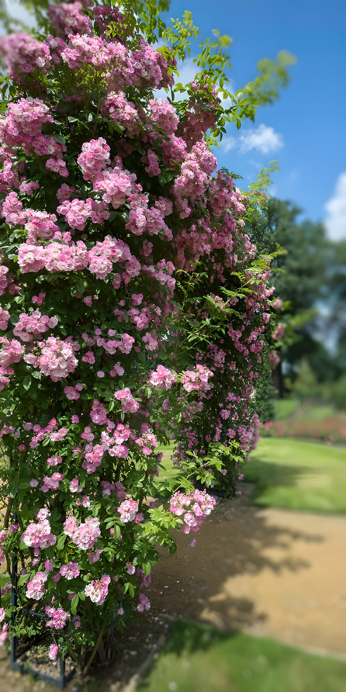 Sunlit pink roses beside a garden path