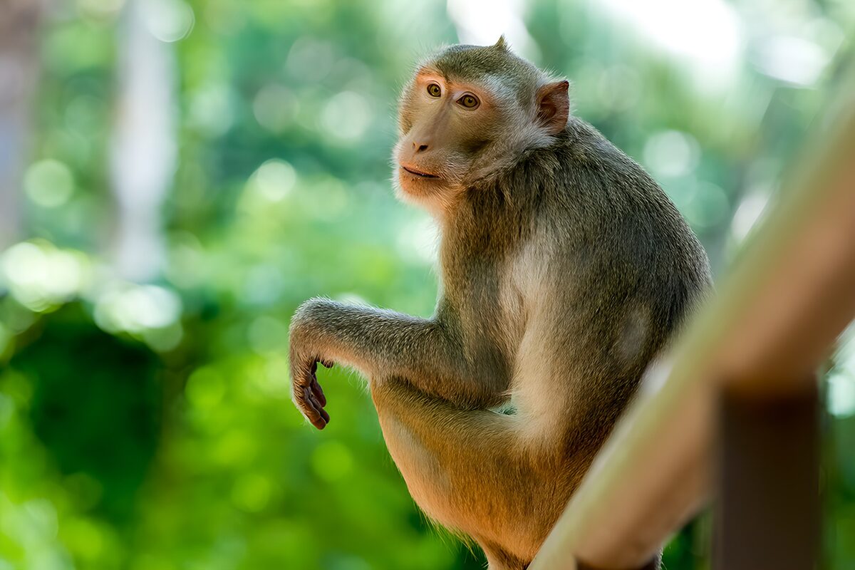 Macaque taking a break on the railing