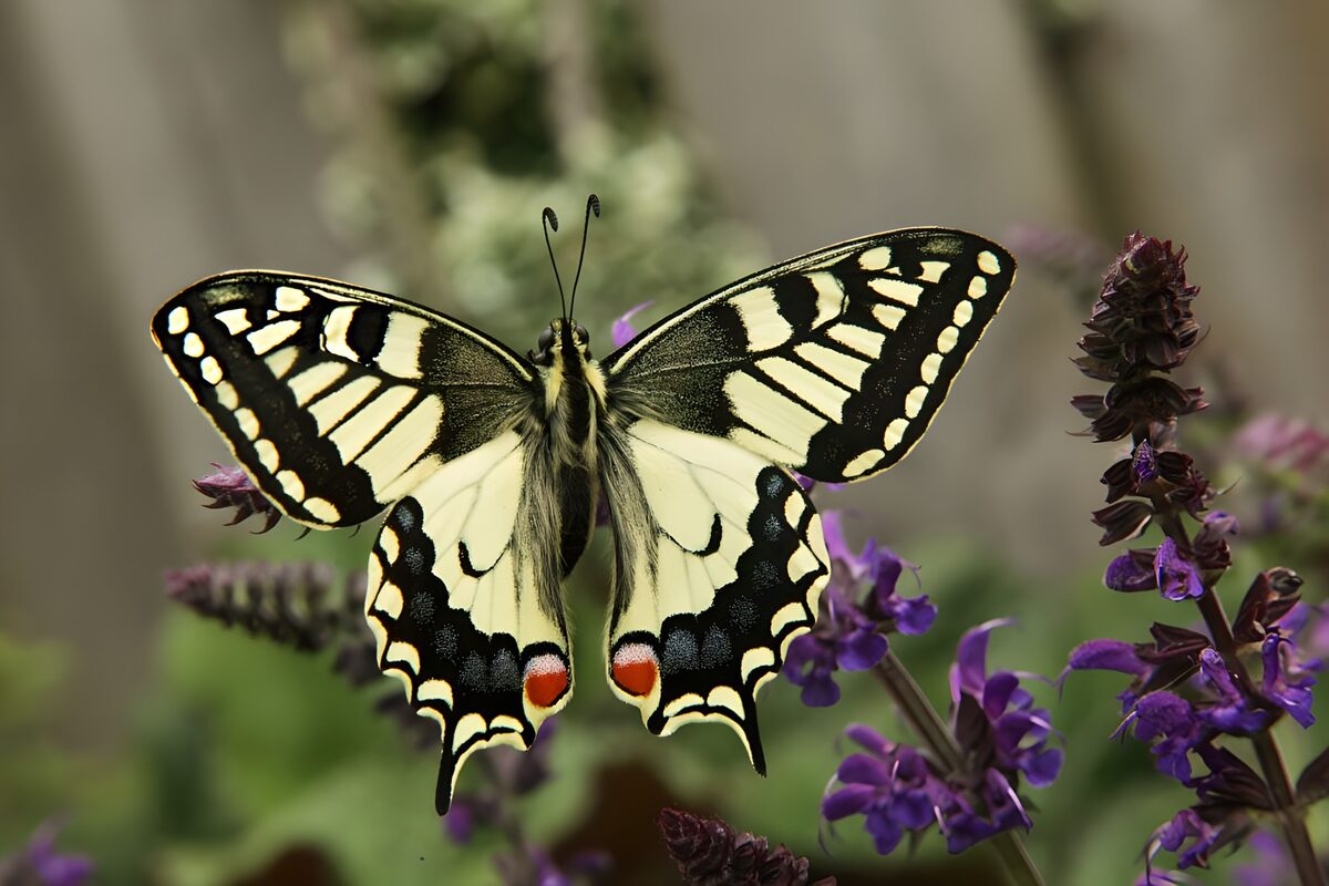 Swallowtail at rest among purple sage