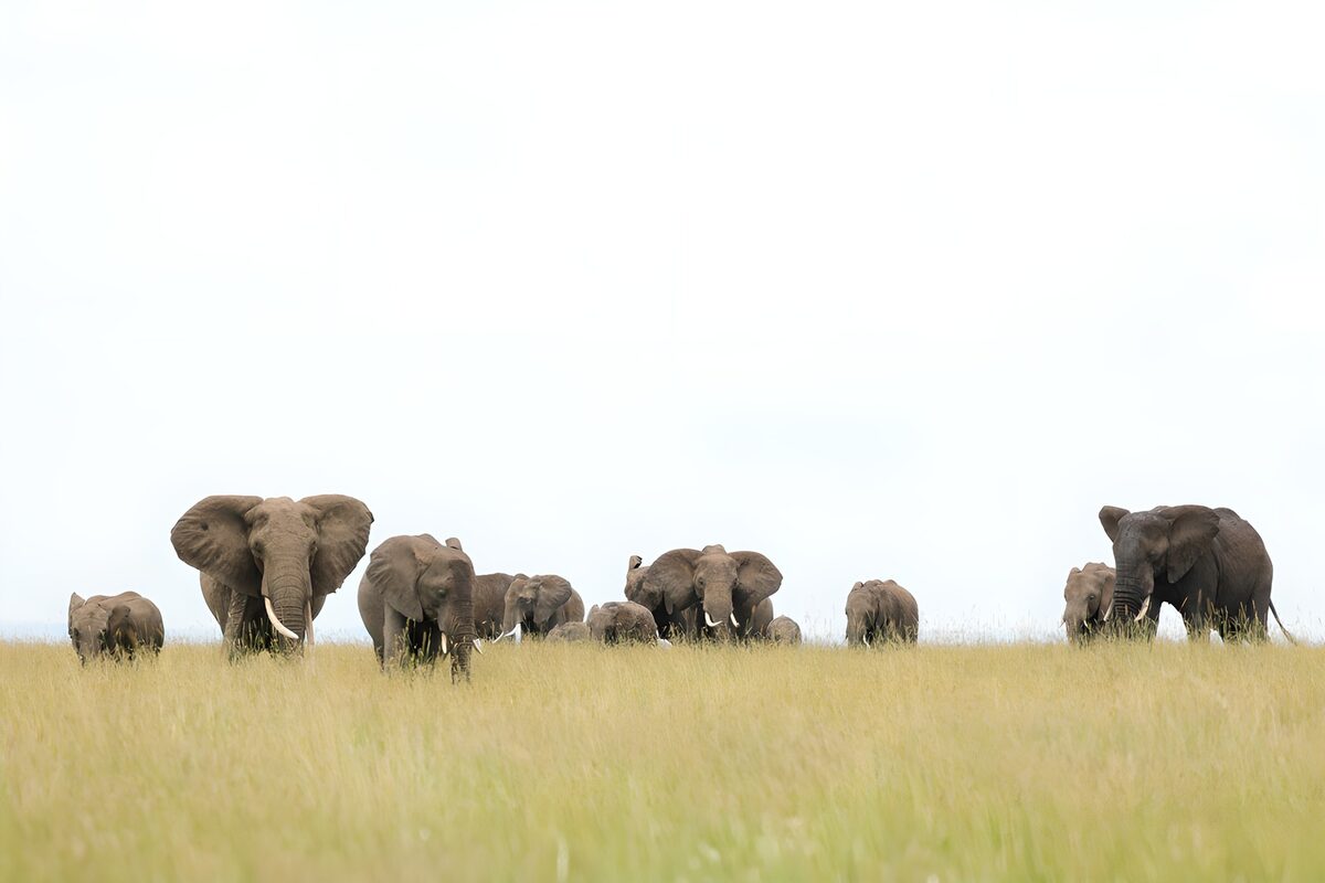 Elephant herd in the quiet grassland