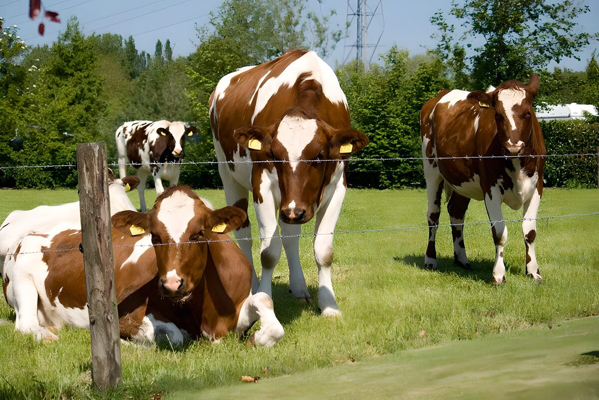 Cows in a sunlit sea of green