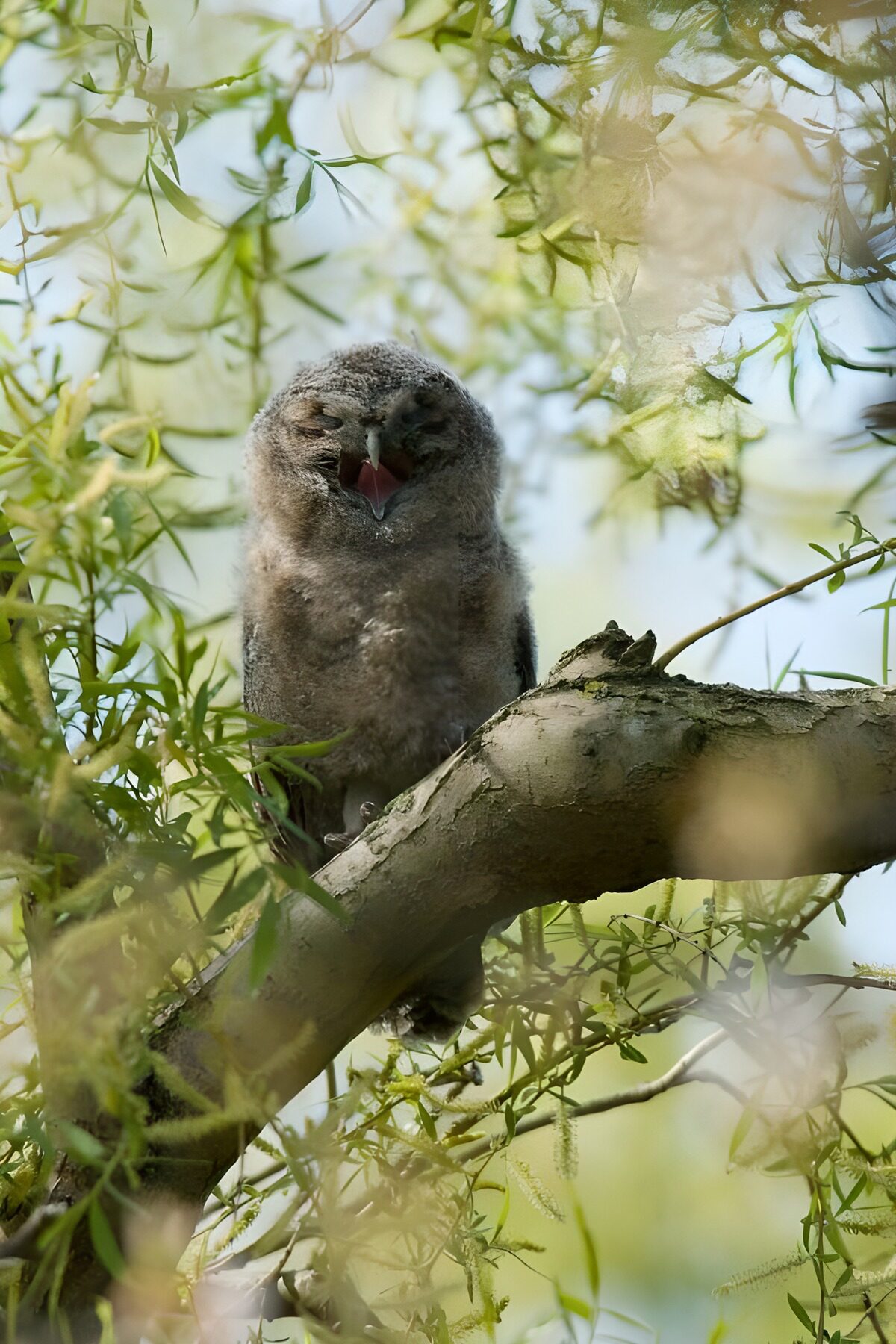 Yawning owl chick on a leafy branch