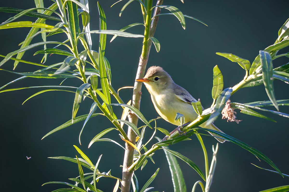 Small bird on a sunlit branch