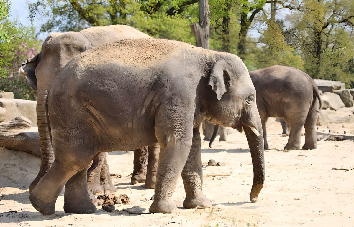 Elephants on sunlit sand