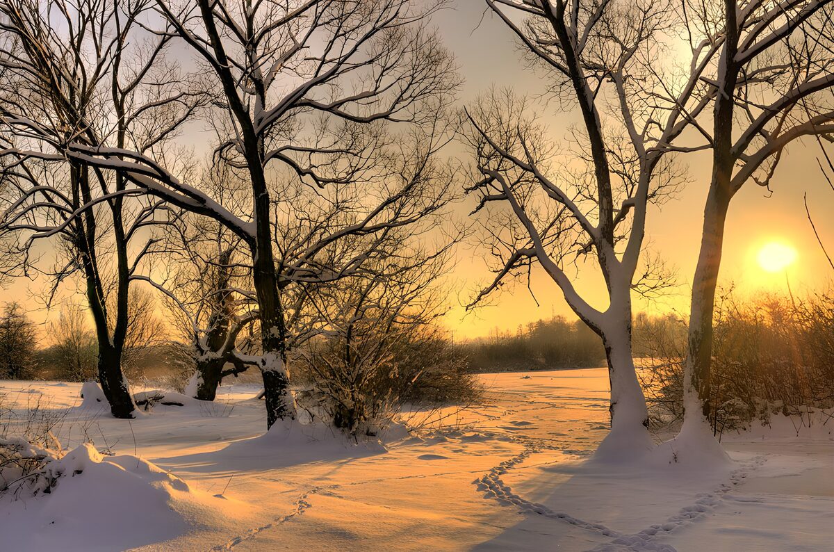 Snowy woodland in golden evening light