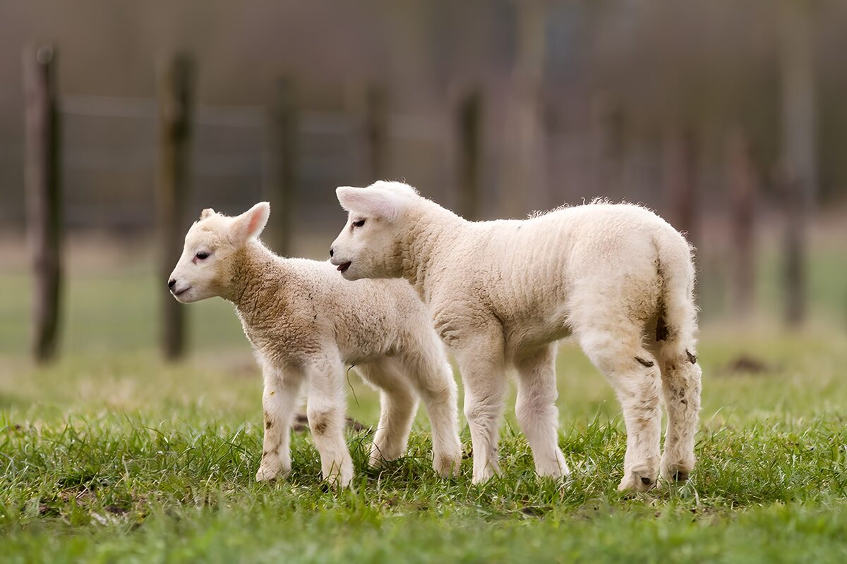 Two white lambs in quiet company